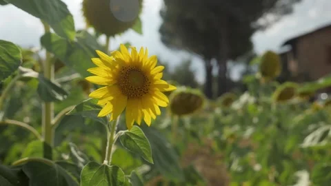 Unflowers moving slowing by the wind. Close up of a sunflower. Italian farmland Stock Footage 136242524
