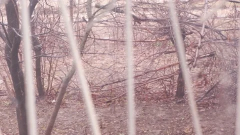 From unfocus to focus shows a view of the  window with sleet and bare branches Stock Footage 153550733