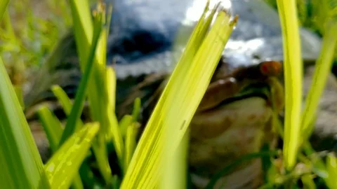 Unfocused to focus, soft shell turtle posing in grass Video stock 110892585