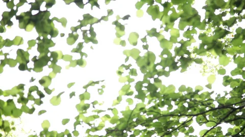 Unfocused leaves Stock Footage 33629793