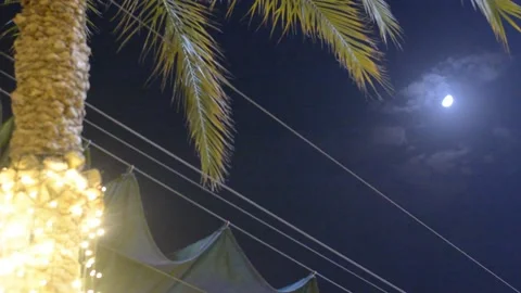 Unfocused lights on palm tree at evening	 스톡 동영상 163079370