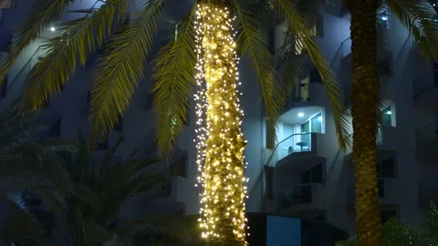 Unfocused lights on palm tree at evening	 스톡 동영상 163079373