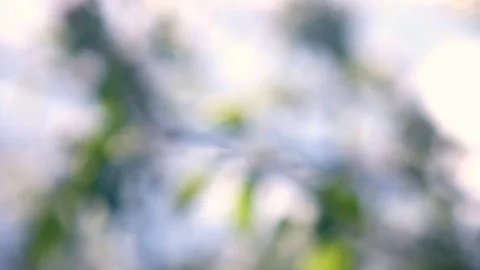 Unfocused panoramic view with flowering pear tree. Slow motion. Vidéo 75416831