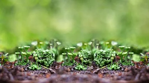 Unfocused spring background with a tiny flowering lichen. Selective focus, cl 스톡 사진