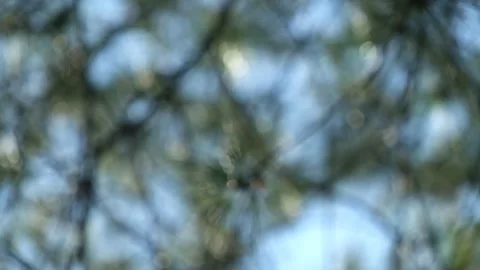 Unfocused swaying of pine leaves Stock Footage 280376512
