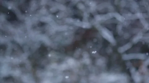 Unfocused tree branches, in winter forest during thick strong snow fall Stock Footage 144737841