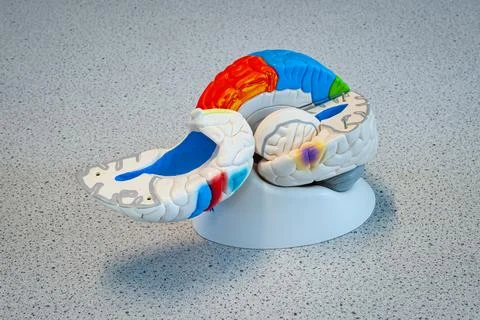 Unfolded plastic model of the human brain Stock Photos