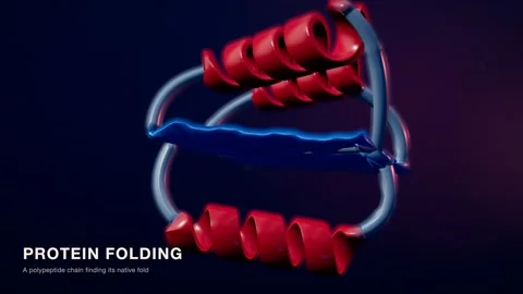 Unfolded Polypeptide Chain Forms Alpha Helices And A Beta Sheet Then Collapses Vídeos de archivo 344537827