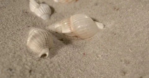 Unfolding Slow Movement Showing Shells Resting On Sandy Surface Stock Footage 335108974