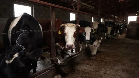 Unfortunate cows standing in a dirty barn are chained Stock Footage 238453485