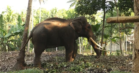 An unfortunate elephant chained to a tree Stock Footage 86623572