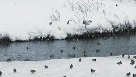 An unfrozen pond 2 Stock Footage 330604582