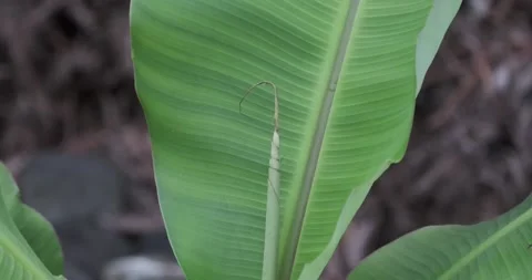 Unfurled Banana Tree Leaf Stock Footage 226859632