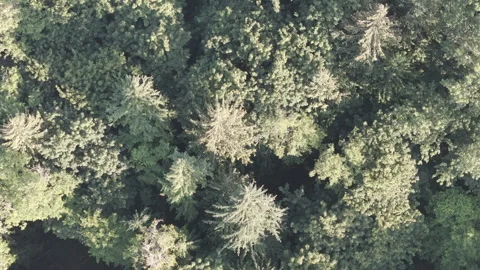 Ungraded 4k High-angle Drone Footage Forest Tree Tops Washington State. Stock Footage 262657791