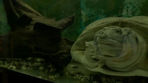 Ungraded: Chinese Softshell Turtle Swims and Croaks Behind Scratched Glass of Stock Footage 117742225