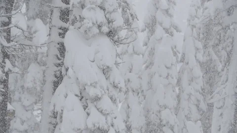 Ungraded: Heavy Snowfall on Forest Trees Slow Motion 库存影片 71815365