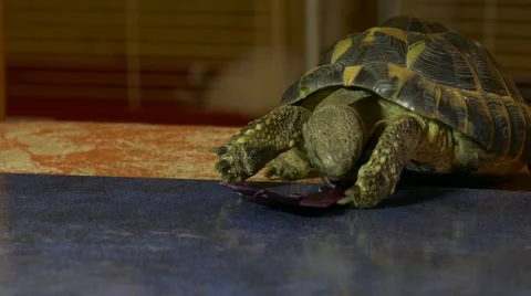 Ungraded: Russian Tortoise Eats Purple Leaves in Animal Area Stock Footage 58537373