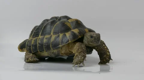 Ungraded: Russian Tortoise Stock Footage 57678912