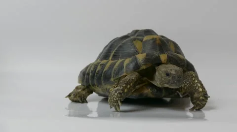 Ungraded: Russian Tortoise Stock Footage 58635092