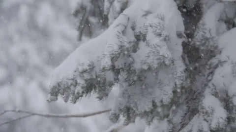 Ungraded: Snowfall on Forest Tree Branch Slow Motion 库存影片 71815459
