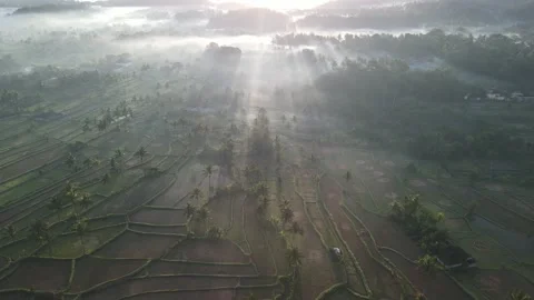 Ungraded Sunrays over Rice Fields during a Misty Sunrise Stock Footage 230056963