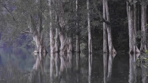 Ungraded Trees and Water Reflection on a Lake Stock Footage 164224240