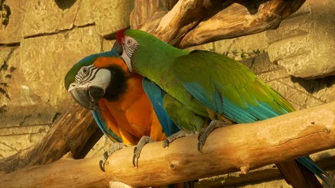 Ungraded: Two Parrots Clean Each Other Feathers Sitting on Pole at Zoo Stock Footage 117746296