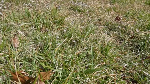 Ungroomed Grass Dolly Video stock 11238469