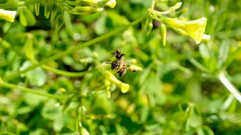 Ungry Spider catch and kill an honey bee in a spring flower meadow,nature fauna Stock Footage 126055761