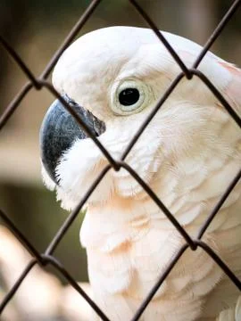 Unhappy bird imprisoned in cage Stock Photos