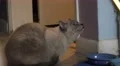 Unhappy Cat Looking Up And Hissing Showing Teeth 4K 4k or 4k+ Resolution