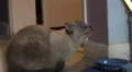 Unhappy Cat Looking Up And Hissing Showing Teeth HD HD Footage