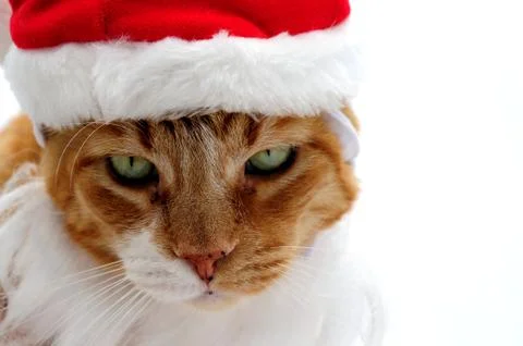 Unhappy cat Stock Photos