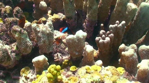 Unhappy clown Stock Footage 331031