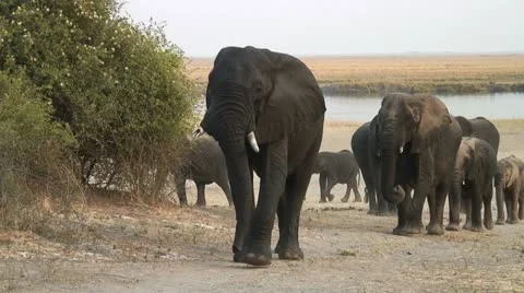 UNHAPPY ELEPHANT 库存影片 15837355