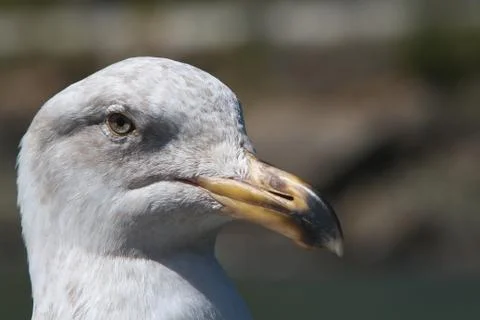 Unhappy seagull Stock Photos