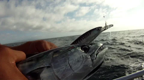 Unhooking a Caught Fish Stockbeeldmateriaal 45701993