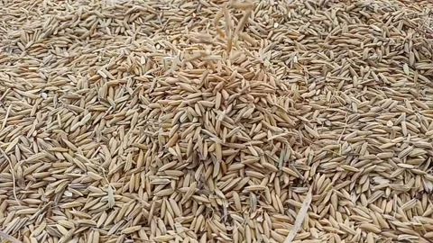 Unhulled rice seeds falling. Stock Footage 289355304
