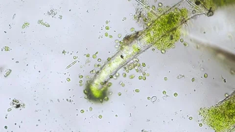 Unicellular algae in movement under the microscope Stock Footage 301550405