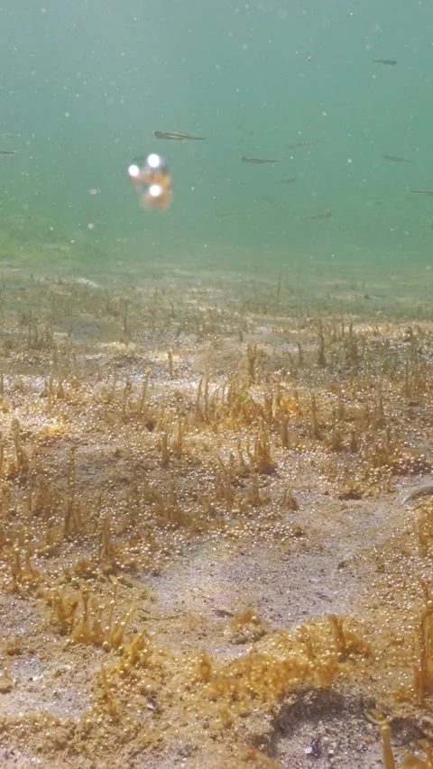 Unicellular algae releases gas bubbles in water, school of silversides atherina Video stock 338023623