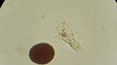 Unicellular amoeba motion under microscope 600x Video stock 35143182