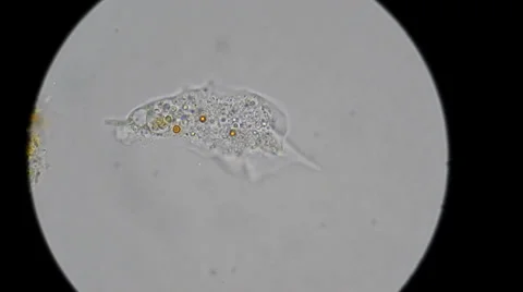 Unicellular amoeba motion under microscope 600x Video stock 35169539