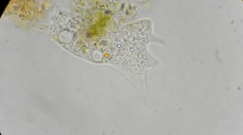 Unicellular amoeba motion under microscope 600x Video stock 35169555