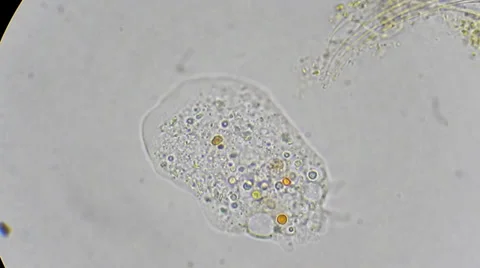 Unicellular amoeba motion under microscope 600x Video stock 35169568