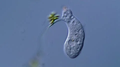 Unicellular amoeba motion under microscope 400x magnification 스톡 동영상 310311913