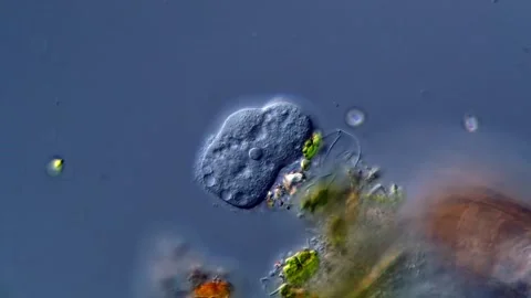 Unicellular amoeba motion under microscope 400x 库存影片 310315182