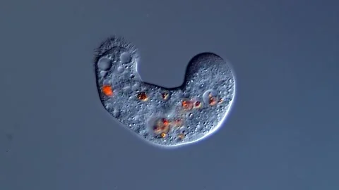 Unicellular amoeba motion under microscope 400x 库存影片 310649656