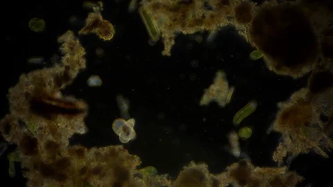 Unicellular Microorganisms Stock Footage ~ Royalty Free Stock Videos ...