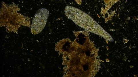 Unicellular Microorganisms Stock Footage ~ Royalty Free Stock Videos ...