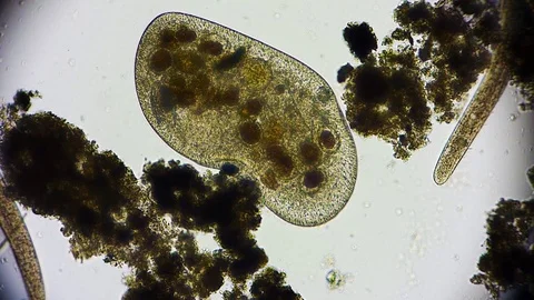 unicellular microorganism in pond water ... | Stock Video | Pond5